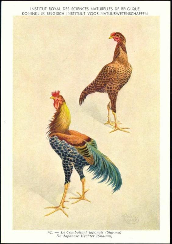 Chicken, Hen Rooster, Japanese Fighter (1950s) Signed Delin Asia