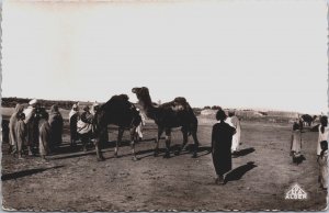 Algeria Scènes et Types Combat de chameaux Vintage RPPC C163