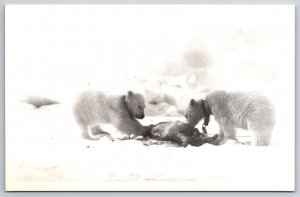 RPPC Polar Bear Cubs Feeding Barrow Alaska AK UNP Postcard F17
