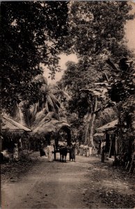 Sri Lanka Ceylon Colombo Jungle Village Vintage Postcard 09.61