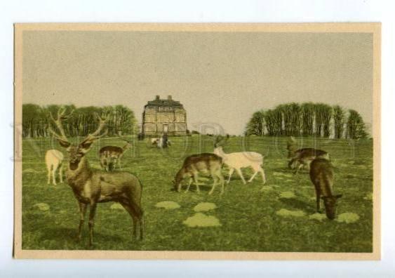 155908 DENMARK COPENHAGEN Deer-park Vintage postcard