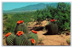 Barrel Cactus Southwestern Desert UNP Unused Chrome Postcard K17