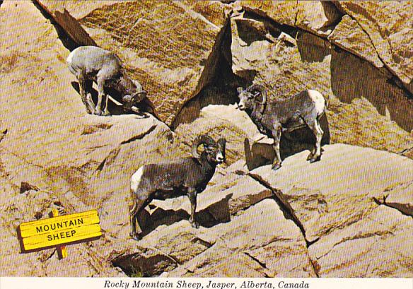 Canada Rocky Mountain Sheep Jasper Alberta