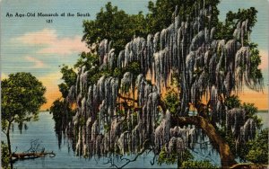 Vtg 1950s Age Old Monarch Oak Tree Spanish Moss Miami Florida FL Linen Postcard