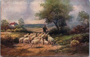 Beautiful Landscape Sheep Vintage Postcard C113