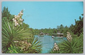 Blooming Spanish Bayonets~Congo Belle Adventure Cruise Boats~PM 1971 Postcard