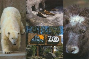 Anchorage Alaska Zoo - Polar Bear, Musk Ox, Seals