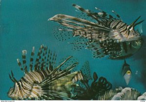 EILAT - Underwater Scenery1960-80s