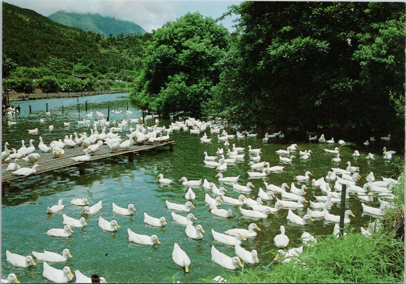 Duck Pond Ducks New Territories China Greetings from Hong Kong Postcard F6