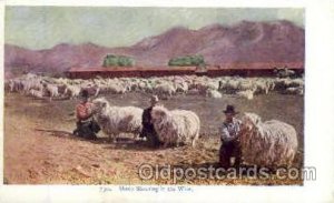 Sheep Shearing, Farming Unused light internal crease towards right edge, ligh...