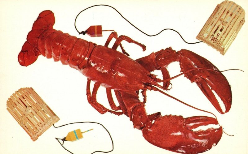Postcard A Maine Lobster Genuine Color Cards By Eastern Illustrating Pub.