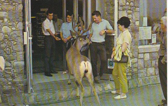 Canada Lunch at Astoria Motor Inn Jasper National Park Alberta