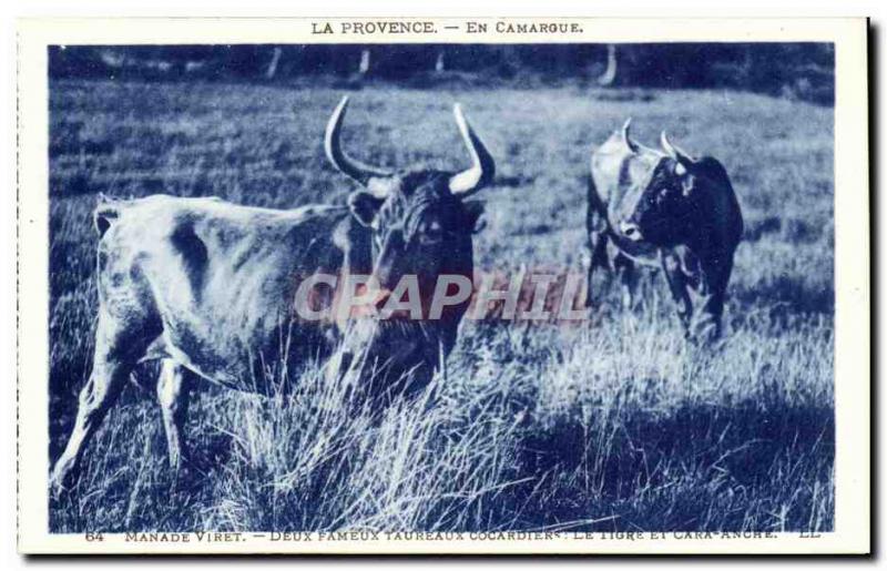 In Provence Camargue Postcard Old Bulls Herd Viret Two famous bulls flag-wavi...