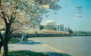 USA Cherry Blossom Trees The Thomas Jefferson Memorial Washington DC 07.28