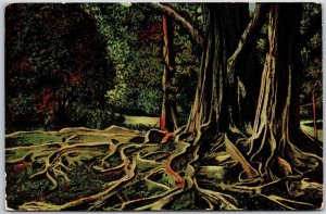 1912 Root of an India Rubber Tree Colombo Ceylon Large Spreading Posted Postcard