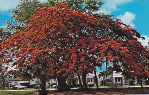 Royal Poinciana Florida