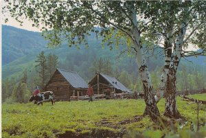 Lot156 a scene in altai Russia china cow