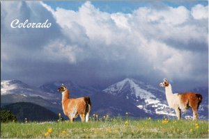 Continental Postcard Llamas Colorado Rocky Mountains CF1