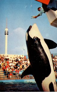 Whales Killer Whale Leap At Marineland Of The Pacific