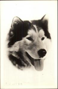 Alaskan Husky Sled Dog Close-Up c1940 Real Photo Postcard