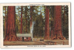 Yosemite National Park Postcard 1915-1930 Mariposa Grove of Big Trees