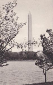 Washington D C Cherry Blossoms and Washington Monument