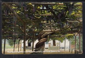 The Largest Grape Vine ,Carpenteria Near Santa Barbara,CA