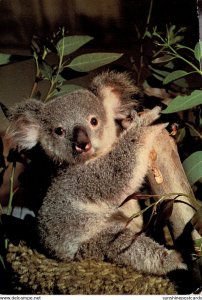 Koala Bear San Diego Zoo 1982