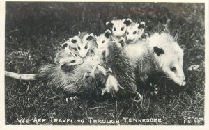Photography W.M. Cline Possum Family Mother & Babies Traveling through Tennessee 