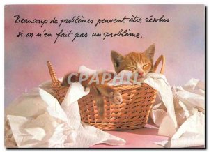 Modern Postcard Cats