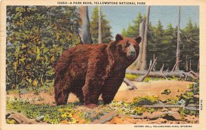 Park Bear Yellowstone National Park, WY, USA Bear 1952 light postal marking o...