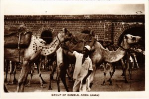 PC ADEN DROUP OF CAMELS REAL PHOTO YEMEN (a31456)