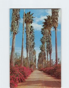 Postcard Tropical scenery in the beautiful Rio Grande Valley of Texas