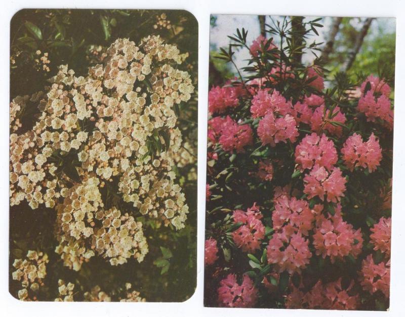 Flowers Rhododendron Mountain Laurel (2 Cards)