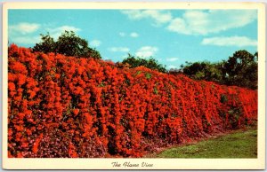 VINTAGE POSTCARD THE FLAME VINE AS SEEN IN THE STATE OF FLORIDA