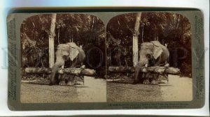 3184139 Ceylon Elephant carrying half-ton Log Old STEREO PHOTO