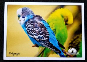 [AG] P196 Malaysia Kedah Langkawi Wildlife Park Bird Parrot Pet (postcard) *New