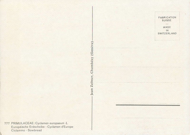 Postcard Flower Primulaceae cyclamen europaenum sowbread