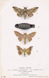 Perophora Sanguinolenta Traili Lucara Exotic Moth Moths Postcard