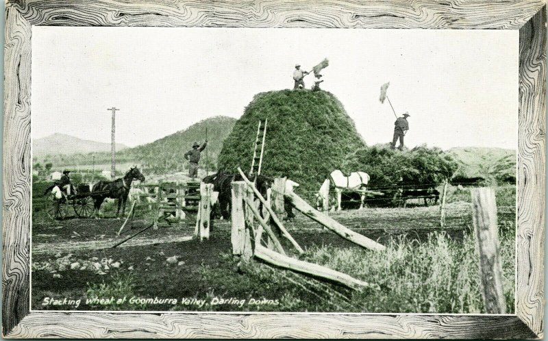 1915 Darling Downs Goomburra Valley Austraila Stacking Wheat Panama Pacific Expo