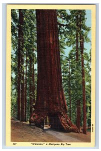 Vintage Wawona A Mariposa Big Tree Postcard P71E