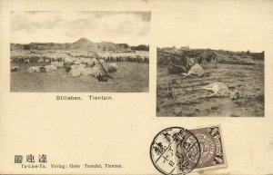 china, TIANJIN TIENTSIN 天津, Still Life with Resting Cattle (1900s) Postcard