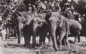 Sri Lanka Ceylon Wild Elephants Just Captured