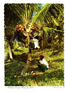 Refreshing Coconut Water, Jamaica