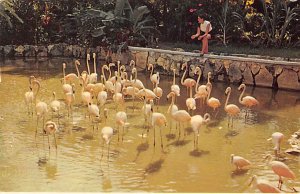 Ardastra Gardens Nassau in the Bahamas 1970 