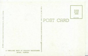 America Postcard - A Thrilling Race at Hialeah Racecourse, Miami, Florida  3430A