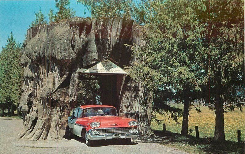 Washington Giant Stump 1958 Chevrolet drive thru Ellis Dexter Postcard 22-6445