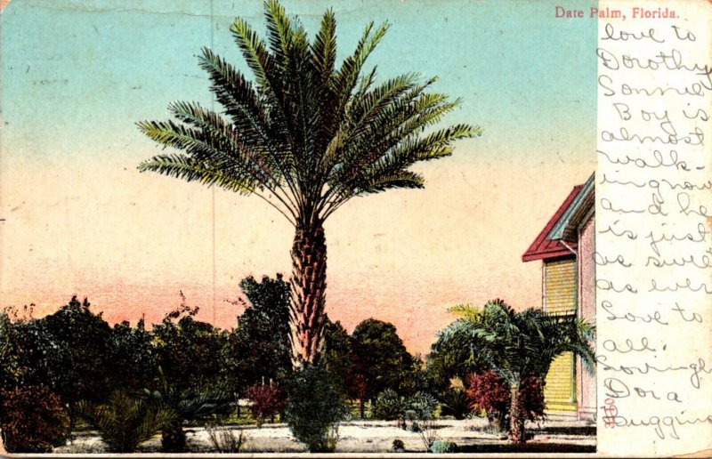 Florida Beautiful Date Palm 1911