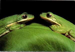 Green Tree Frogs Natives Of Louisiana's Atchafalaya Swamp