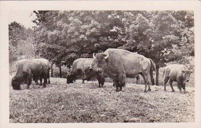 New York Catskill Buffalo At Catskill Game Farm Photo